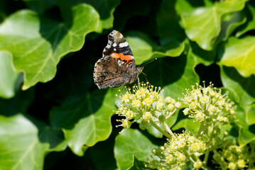 Red admiral butterfly (Vanessa Atalanta) perched on hedge (hedera helix) in Zurich, Switzerland