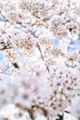 Fototapeta premium Whispers of Spring: Soft Cherry Blossoms in Full Bloom