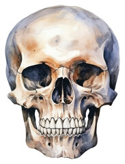 Obraz premium PNG Skull white background anthropology history.