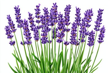 Fototapeta premium Lavender flowers in full bloom, showcasing vibrant purple hues against a white isolated background.