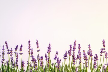 Lavender flowers in vibrant purple hue against a soft gradient background, creating a serene and calming atmosphere.