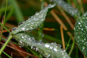 Macro photography of a grass with dew