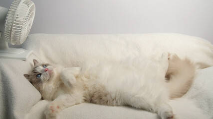White cat lying in front of a white electric fan.
