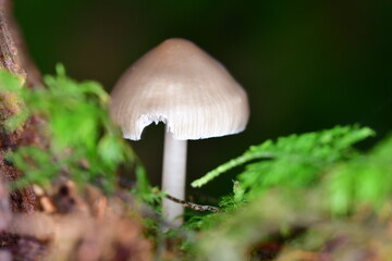 Mushrooms in the forest, macro photography. Brandon Hill, Co. Kilkenny, Ireland