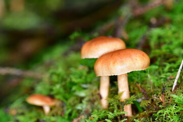 Mushrooms in the forest, macro photography. Brandon Hill, Co. Kilkenny, Ireland