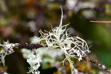 Macro photography of a moss on a branch