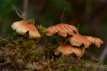 Mushrooms in the forest, macro photography. Brandon Hill, Co. Kilkenny, Ireland