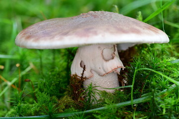 Mushrooms in the forest, macro photography. Brandon Hill, Co. Kilkenny, Ireland