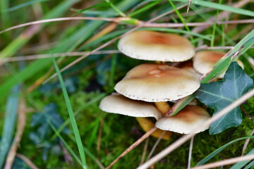 Mushrooms in the forest, macro photography. Brandon Hill, Co. Kilkenny, Ireland
