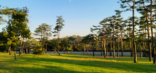 Beautiful Garden in Gyeongbokgung Palace, with blue sky on a sunny day, in Seoul, Korea