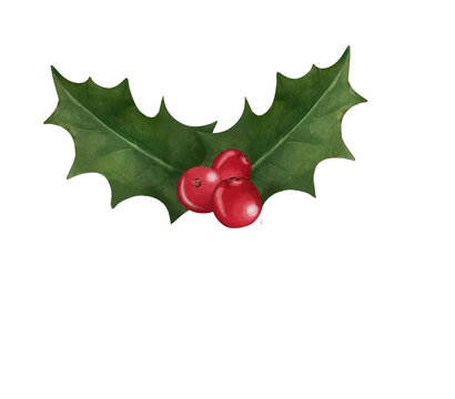 holly and berries decoration watercolor illustration