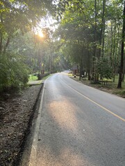 a beautiful road in between the farms of a village, Empty wide path in the forest. A well-trodden road between trees in a summer park.