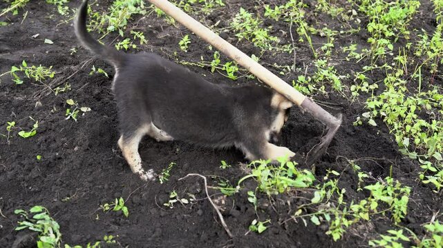 Farmer working with his young dog in farm. Playful puppy digs a hole in the field and trying to bite the hoe. Happy small shepard dog dig the soil in the garden and tries to find something underground