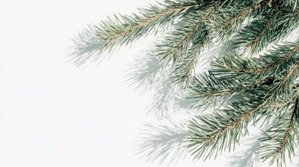 The Green Pine Branches Closeup