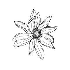Single tropical blooming multi petaled lotus flower vector hand painted illustration. Asian Water Lily head realistic monochrome graphic sketch. Top view of aquatic plant. For tattoo, coloring book