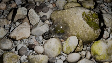 Incandescent Lightbulb with Plant Growing Inside – Green Technology and Energy Efficiency Concept