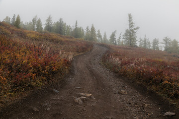 Winding country road leading into the distance through a field of dry yellow red grass. There is a hilly,  landscape around: forest, wastelands, fog and cloudy weather