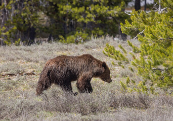 Grizzly Bear in Grand Teton National Park Wyoming in Springtime