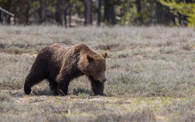 Grizzly Bear in Grand Teton National Park Wyoming in Springtime