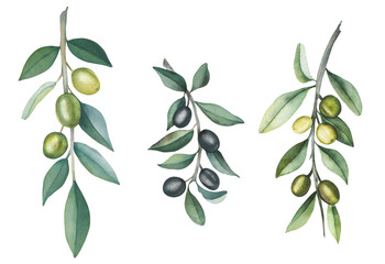 Olive branches with fruits.Watercolor isolated illustration with olive twigs.Beautiful twigs.Hand drawn watercolor