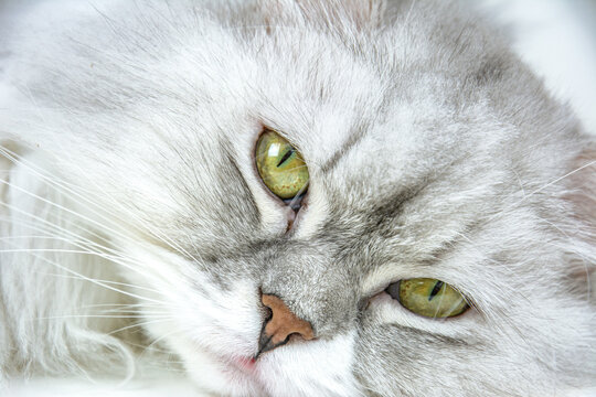 Unser Katzenmodel Sheldon