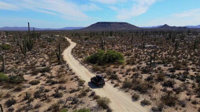 Aerial drone footage of a black car driving on a remote dirt road in the desert surrounded by cacti