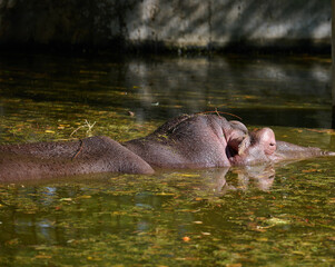 An adult hippopotamus swims in a pond on an autumn day
