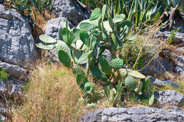 Prickly pear cactus, Opuntia, on a rocky mountainside at the Ligurian coast, Italy