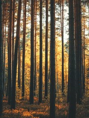 Naklejka premium Serene Forest Sunrise