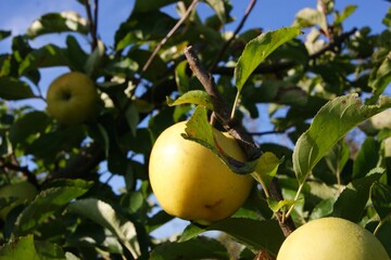 A beautiful apple on a tree 