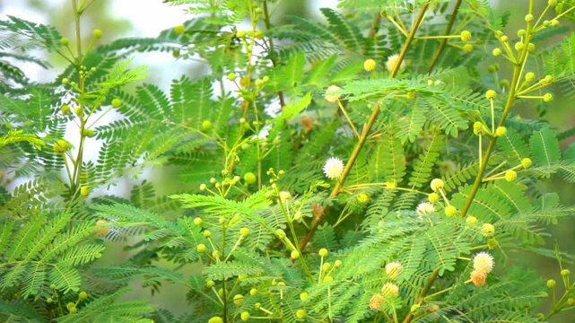 Albizia Lebbeck Tree with Lush Green Foliage and White Puffball Flowers &ndash; Blooming Tropical Tree with Delicate Blossoms in Natural Environment