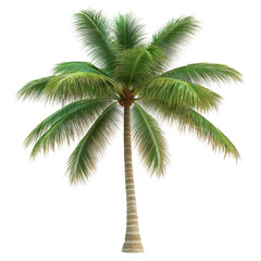 High resolution PNG of a tropical palm tree with lush green leaves