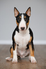 cute young bull terrier dog sitting indoors