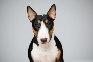 young bull terrier dog portrait on grey background indoors