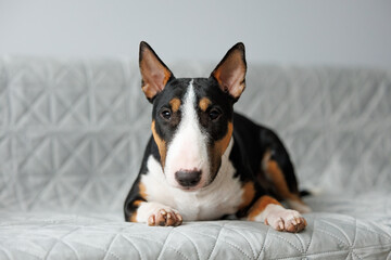 cute bull terrier dog lying down on a bed indoors