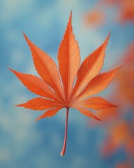 A vibrant red Japanese maple leaf with pointed lobes, isolated on white background 