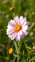 Obraz premium Common gorse flowera isolated with white highlights, png