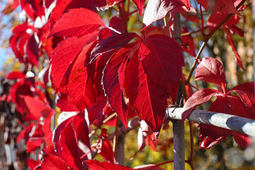 Beautiful virginia creeper (Parthenocissus quinquefolia) foliage in autumn. Blur background