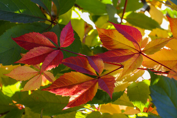 Beautiful virginia creeper (Parthenocissus quinquefolia) foliage in autumn. Blur background