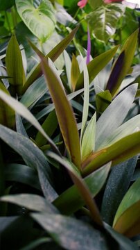 Tradescantia spathacea, a unique and beautiful ornamental plant because it has purple leaves.Oyster plant, boat lily or Moses-in-the-cradle, is a herb on Commelinaceae fami