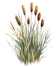 PNG  Cattail bushes illustration watercolor cattails.