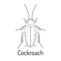 Cockroach. Arthropod insects. Fauna coloring book. Graphic sketch of an isolated beetle with title. Vector illustration.