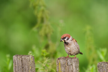 closeup of a House sparrow standing on a tree...