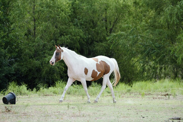Obraz premium Paint horse mare in rural Texas ranch green pasture field on farm.