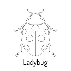Ladybug. Arthropod insects. Fauna coloring book. Graphic sketch of an isolated beetle with title. Vector illustration.