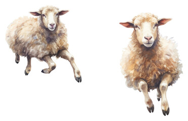 Obraz premium PNG Livestock animal mammal sheep.