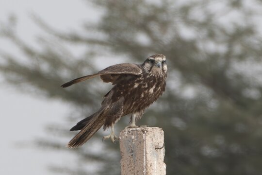 laggar falcon or Falco jugger or lugger falcon at Jorbeer in Rajasthan, India