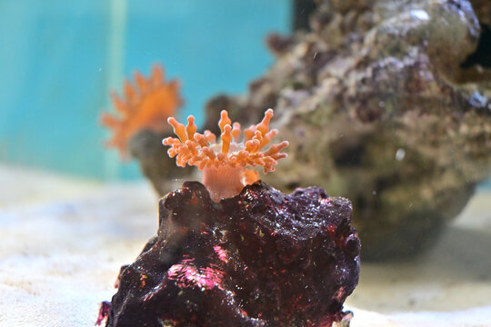 Anemora en acuario marino