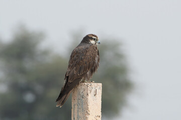 laggar falcon or Falco jugger or lugger falcon at Jorbeer in Rajasthan, India