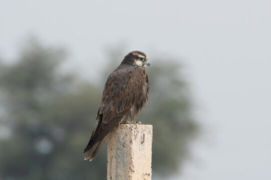 laggar falcon or Falco jugger or lugger falcon at Jorbeer in Rajasthan, India